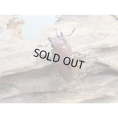 画像4: ☆新成虫☆メタリフェルホソアカクワガタ(サンギレンシス)♂63ミリ♀フリーサイズペア+♀フリーサイズ計3頭のトリオ販売!!