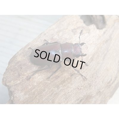 画像5: ☆新成虫☆メタリフェルホソアカクワガタ(サンギレンシス)♂63ミリ♀フリーサイズペア+♀フリーサイズ計3頭のトリオ販売!!