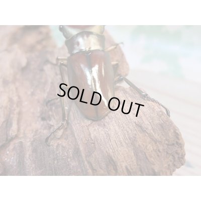 画像3: ☆新成虫☆メタリフェルホソアカクワガタ(サンギレンシス)♂63ミリ♀フリーサイズペア+♀フリーサイズ計3頭のトリオ販売!!