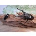 画像5: ☆大型新成虫☆ギラファノコギリクワガタ（亜種ケイスケ）♂107ミリ♀44ミリペア販売！！ (5)