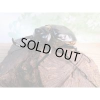 ☆新成虫☆レックスゾウカブト♂100ミリ♀67ミリペア販売！！