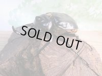☆新成虫☆レックスゾウカブト♂100ミリ♀67ミリペア販売！！