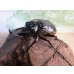 画像1: ☆新成虫☆レックスゾウカブト♂100ミリ♀67ミリペア販売！！ (1)