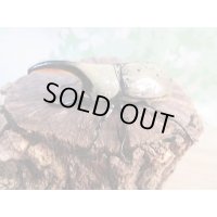 ☆新成虫☆グラントシロカブト♂60ミリ♀47ミリペア販売！！