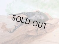 ☆大型新成虫☆ギラファノコギリクワガタ（亜種ケイスケ）♂109ミリ♀46ミリペア販売！！