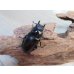 画像4: ☆大型新成虫☆ギラファノコギリクワガタ（亜種ケイスケ）♂107ミリ♀44ミリペア販売！！ (4)