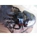 画像2: ☆新成虫☆レックスゾウカブト♂100ミリ♀67ミリペア販売！！ (2)