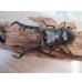 画像2: ☆大型新成虫☆ギラファノコギリクワガタ（亜種ケイスケ）♂107ミリ♀44ミリペア販売！！ (2)
