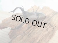 ☆新成虫☆フォルスターフタマタクワガタ（亜種キヨタミ）♂70ミリ♀41ミリペア販売！！