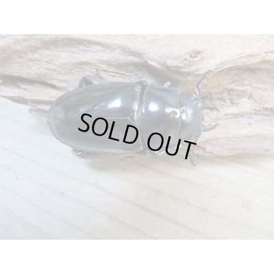 画像4: ☆新成虫☆ギラファノコギリクワガタ(亜種ダイスケ)♂104.5ミリ♀51ミリペア+♀49ミリトリオ計3頭販売!!