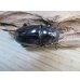 画像4: ☆新成虫☆ギラファノコギリクワガタ（亜種ダイスケ）♂104.5ミリ♀51ミリペア＋♀49ミリトリオ計3頭販売！！