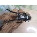 画像2: ☆新成虫☆ギラファノコギリクワガタ（亜種ダイスケ）♂104.5ミリ♀51ミリペア＋♀49ミリトリオ計3頭販売！！ (2)