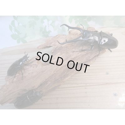 画像6: ☆新成虫☆ギラファノコギリクワガタ(亜種ダイスケ)♂104.5ミリ♀51ミリペア+♀49ミリトリオ計3頭販売!!