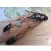 画像6: ☆新成虫☆ギラファノコギリクワガタ（亜種ダイスケ）♂104.5ミリ♀51ミリペア＋♀49ミリトリオ計3頭販売！！