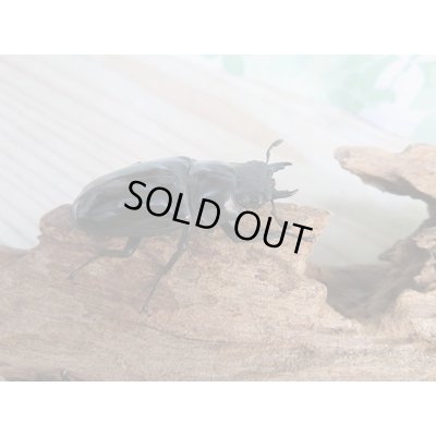 画像5: ☆新成虫☆ギラファノコギリクワガタ(亜種ダイスケ)♂104.5ミリ♀51ミリペア+♀49ミリトリオ計3頭販売!!