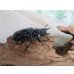 画像5: ☆新成虫☆ギラファノコギリクワガタ（亜種ダイスケ）♂104.5ミリ♀51ミリペア＋♀49ミリトリオ計3頭販売！！