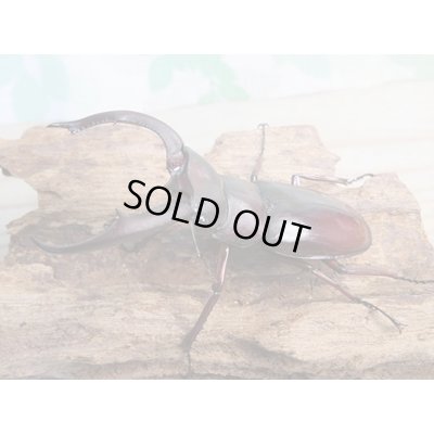 画像1: ☆新成虫☆マンディブラリスフタマタクワガタ（赤マンディ）♂74ミリ♀43ミリペア販売！！