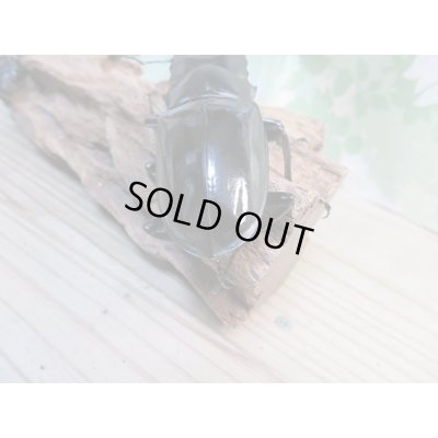 画像3: ☆新成虫☆ギラファノコギリクワガタ(亜種ダイスケ)♂104.5ミリ♀51ミリペア+♀49ミリトリオ計3頭販売!!