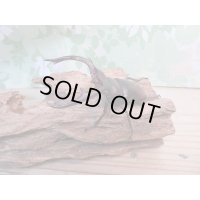 ☆新成虫☆マンディブラリスフタマタクワガタ（赤マンディ）♂77ミリ♀46ミリペア販売！！
