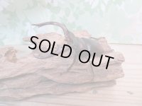 ☆新成虫☆マンディブラリスフタマタクワガタ（赤マンディ）♂77ミリ♀46ミリペア販売！！
