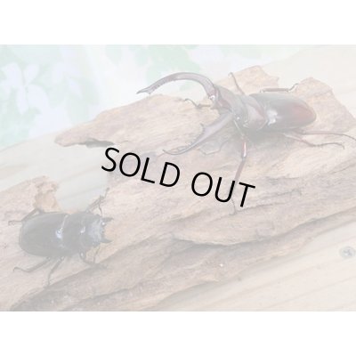 画像5: ☆新成虫☆マンディブラリスフタマタクワガタ（赤マンディ）♂74ミリ♀43ミリペア販売！！