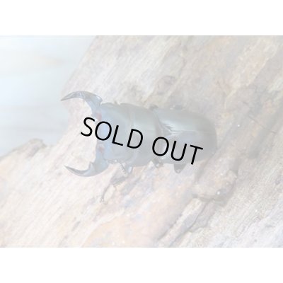 画像2: ★稀少人気種★ラティオキナティブスコクワガタ♂33.5ミリ♀29.5ミリペア販売！！