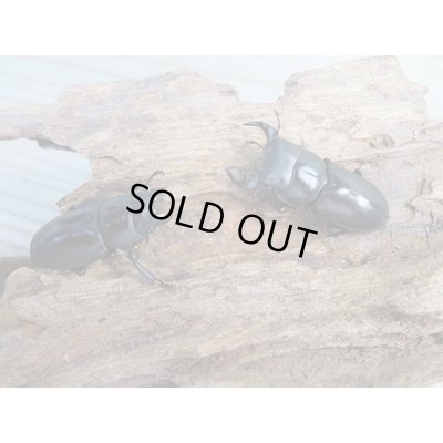 画像5: ★稀少人気種★ラティオキナティブスコクワガタ♂33.5ミリ♀29.5ミリペア販売！！