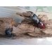 画像5: ☆新成虫☆ボーリンフタマタクワガタ（亜種バミノルム）♂75ミリ♀44ミリペア販売！！ (5)
