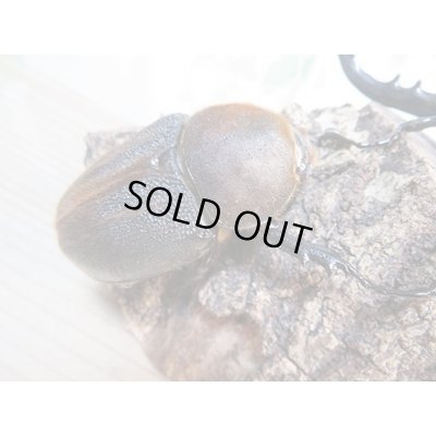 画像5: ☆超大型新成虫☆D.H.ヘラクレス♂164ミリ♀73ミリ別血統ペア販売!!