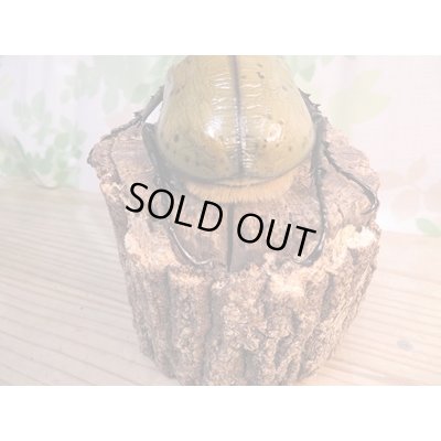 画像3: ☆超大型新成虫☆D.H.ヘラクレス♂164ミリ♀73ミリ別血統ペア販売!!