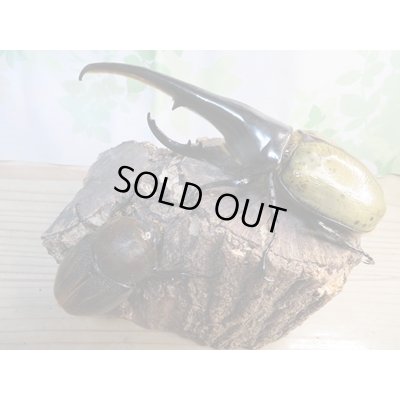 画像6: ☆超大型新成虫☆D.H.ヘラクレス♂164ミリ♀73ミリ別血統ペア販売!!