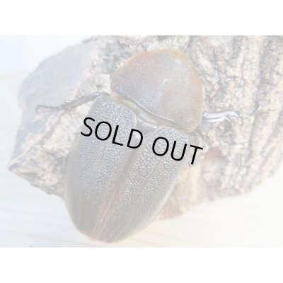 画像4: ☆超大型新成虫☆D.H.ヘラクレス♂164ミリ♀73ミリ別血統ペア販売!!