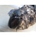 画像4: ☆新成虫☆マルスゾウカブト♂－A´110ミリ♀75ミリペア販売！！ (4)