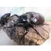 画像1: ☆新成虫☆マルスゾウカブト♂－A´110ミリ♀75ミリペア販売！！ (1)