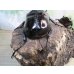 画像3: ☆新成虫☆マルスゾウカブト♂－A´110ミリ♀75ミリペア販売！！ (3)