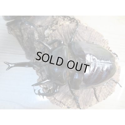 画像2: ☆新成虫☆マルスゾウカブト♂－A´110ミリ♀75ミリペア販売！！