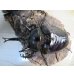 画像2: ☆新成虫☆マルスゾウカブト♂－A´110ミリ♀75ミリペア販売！！ (2)