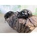 画像5: ☆新成虫☆マルスゾウカブト♂－A´110ミリ♀75ミリペア販売！！ (5)