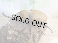 ☆新成虫☆エレファスゾウカブト♂114ミリ♀75ミリペア販売！！