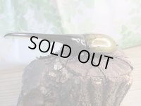 ☆新成虫☆D.H.ヘラクレス♂147ミリ♀64ミリペア販売！！