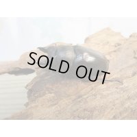 ☆最高峰☆フルストルファーオウゴンオニクワガタ♂43ミリ♀43ミリペア販売！！