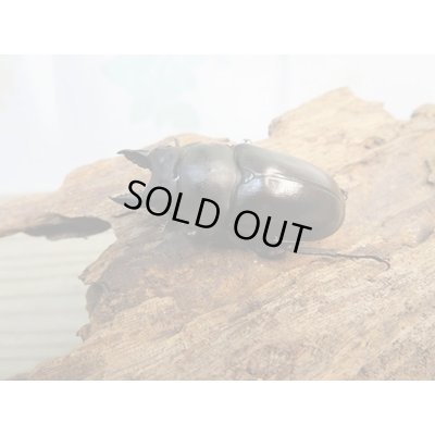 画像1: ☆最高峰☆フルストルファーオウゴンオニクワガタ♂43ミリ♀43ミリペア販売！！
