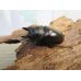 画像1: ☆最高峰☆フルストルファーオウゴンオニクワガタ♂43ミリ♀43ミリペア販売！！ (1)