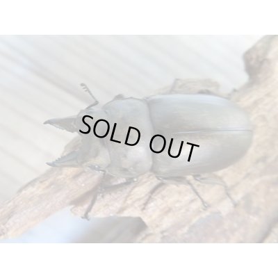 画像2: ☆最高峰☆フルストルファーオウゴンオニクワガタ♂41ミリ♀40ミリペア販売！！