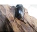 画像3: ☆最高峰☆フルストルファーオウゴンオニクワガタ♂43ミリ♀43ミリペア販売！！ (3)