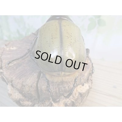画像3: ☆新成虫☆D.H.ヘラクレス♂147ミリ♀68ミリペア販売！！