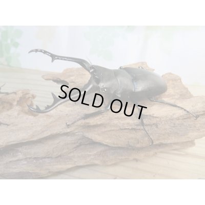 画像1: ☆新成虫☆ギラファノコギリクワガタ（亜種ケイスケ）♂99ミリ♀48ミリペア販売！！