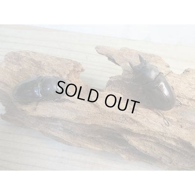 画像5: ☆最高峰☆フルストルファーオウゴンオニクワガタ♂43ミリ♀43ミリペア販売！！