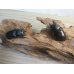 画像5: ☆最高峰☆フルストルファーオウゴンオニクワガタ♂43ミリ♀43ミリペア販売！！ (5)