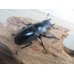 画像4: ☆新成虫☆フォルスターフタマタクワガタ（亜種キヨタミ）♂68ミリ♀41ミリペア販売！！ (4)